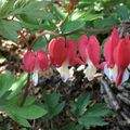 De poétiques fleurs en forme de cœur