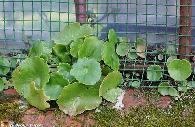 Elle doit son nom à la forme peltée et arrondie de ses feuilles