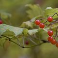 Fruits de saison