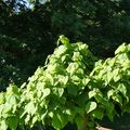 LE CATALPA...