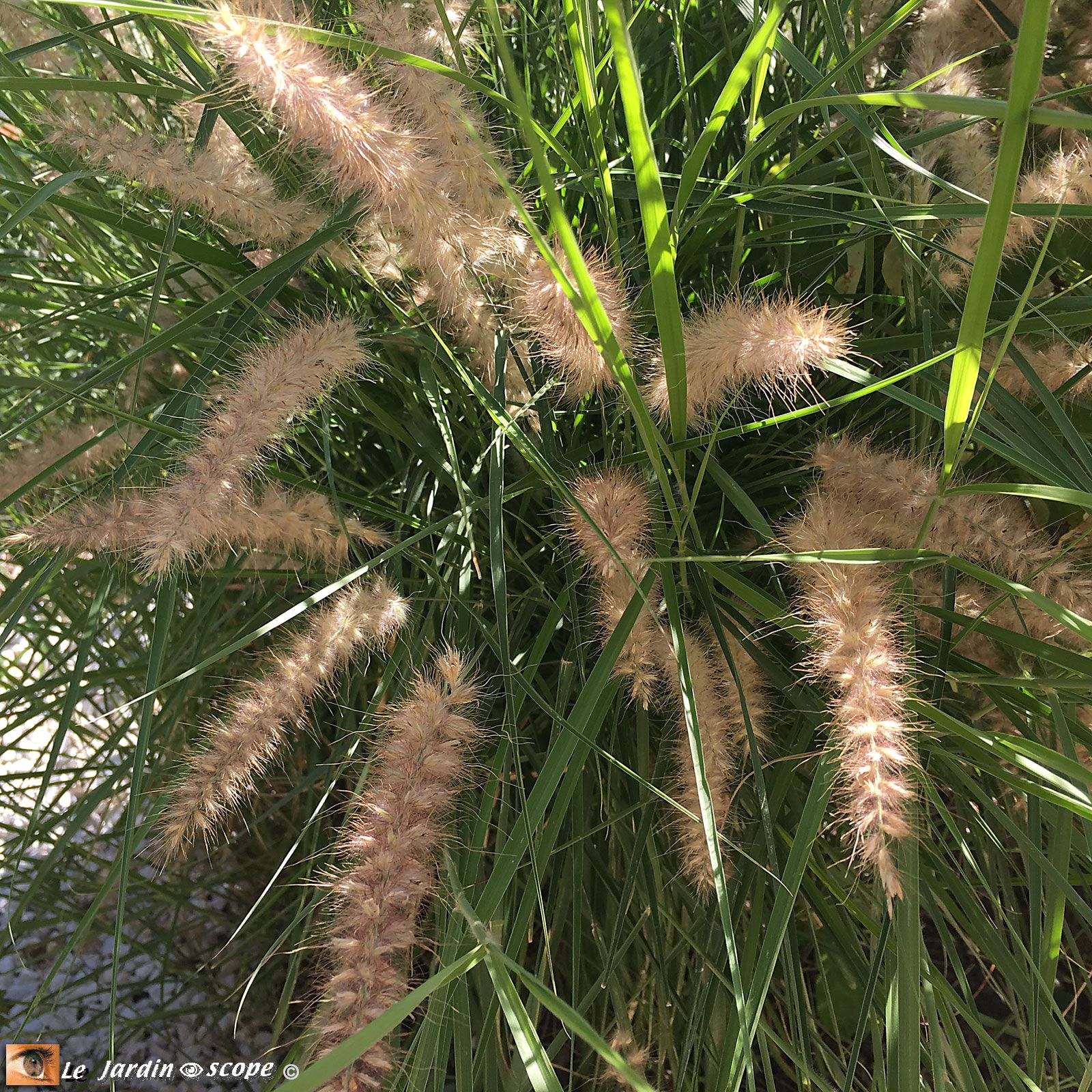 Pennisetum orientale Karley rose