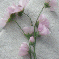 x-Alcalthaea suffrutescens "Parkfrieden"
