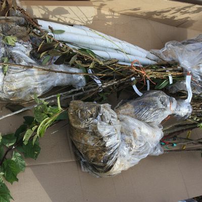 Plantation d’automne