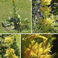 Gentiane jaune (Gentianacées)