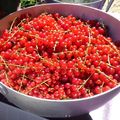 Gelée de Groseilles Rouges !