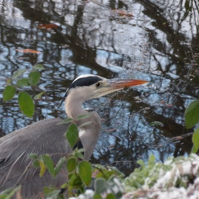 Mon ami le héron : Rennes, le 6 janvier 2025