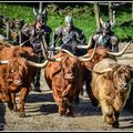 Les Highlands Cattle d'Ecosse (race de vache Vikings ?)