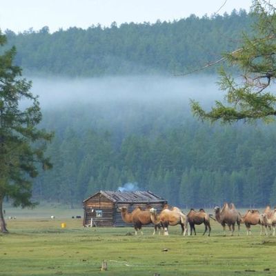 Monastère Amarbayasgalant et Hovsgol à cheval - Août 2015