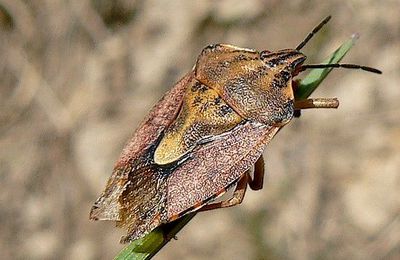 Pentatomidae sp 