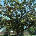 Magnolia grandiflora