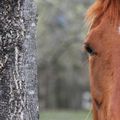 Horse & wood