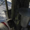 À la cabane à sucre!