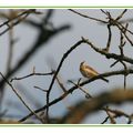 Pipit des arbres