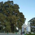 arbre de tule (plus large au monde en diametre du tronc)
