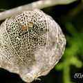 Le Physalis