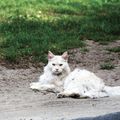 Le Chat de Février de Danièle29