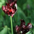 Tulipe Queen of Night frangée