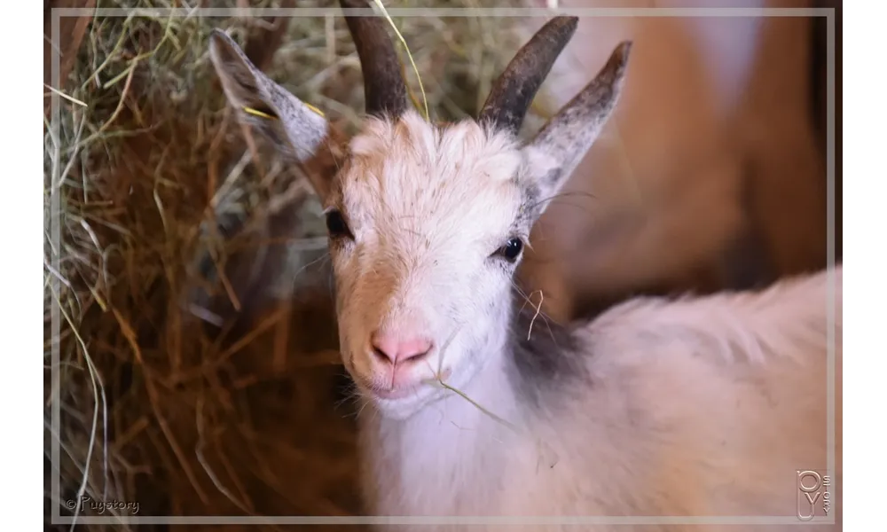 Des animaux au Puy du Fou