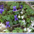 Le printemps, éternel retour...