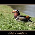 Canard mandarin