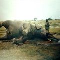 RDC: 14 éléphants tués en quinze jours dans le parc des Virunga, selon des ONG