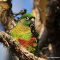 Conure de Vieillot (Pyrrhura frontalis)