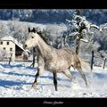 Neige et nouvelle année