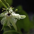 Passiflora organensis species