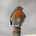 L'OISEAU POSÉ SUR LA BRANCHE : LA FINITION