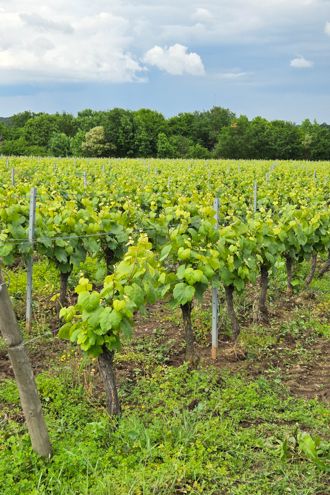 Les Vins de Val de Loire