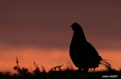 Tétras sur levé de soleil 