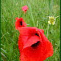 GENTILS COQUELICOTS....