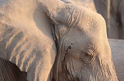 Elephant, Etosha national park, Namibia