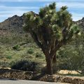 Jour 5 : Joshua tree national park et étape à Phoenix