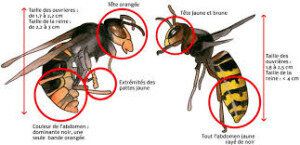 Frelons européens - Frelons asiatiques