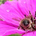 Bulldozer des fleurs !