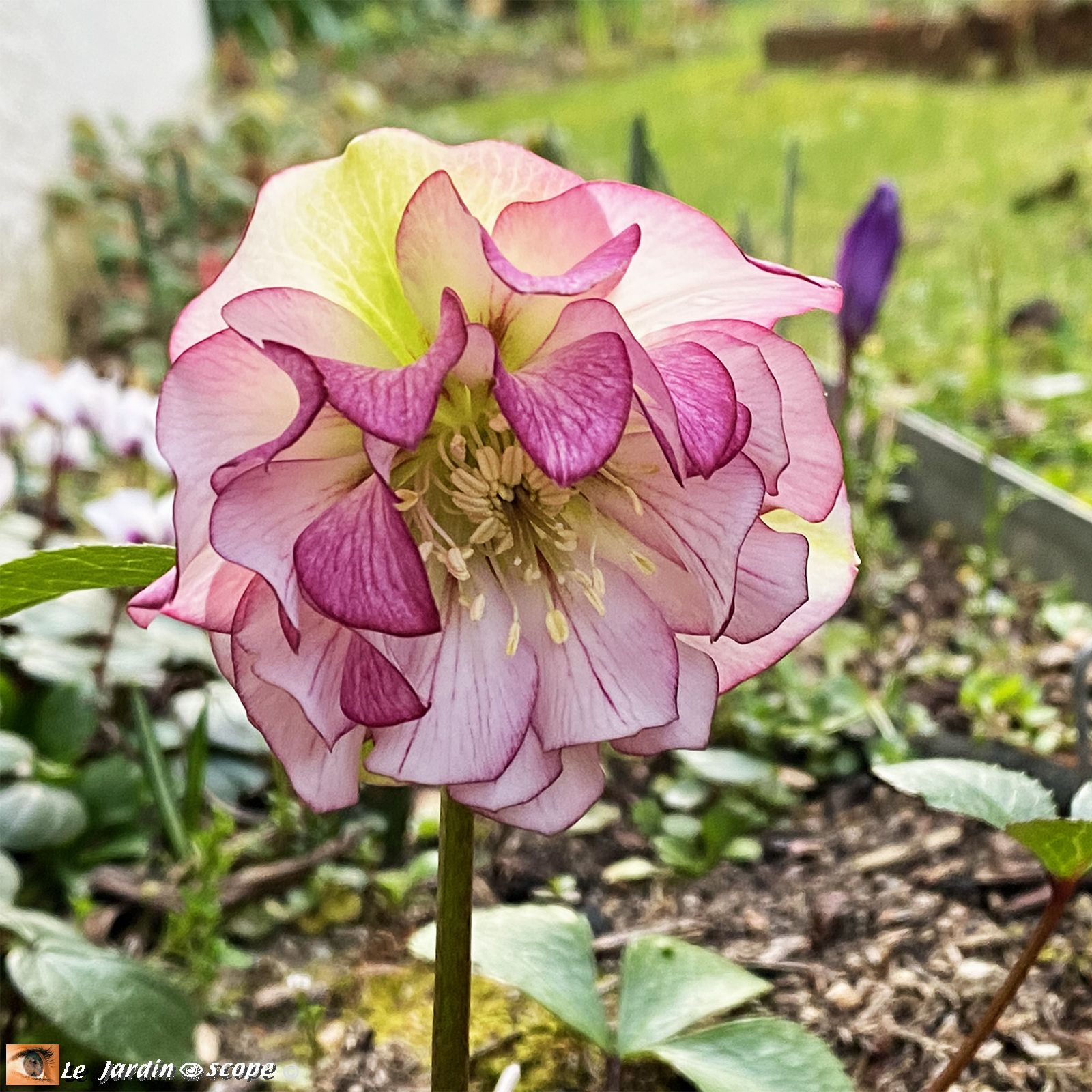 Hellébore hybride • Helleborus hybridus