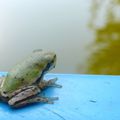 C'est normalement au bord de l'eau qu'on les trouve mais parfois ...