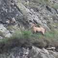 Rencontre avec un chamois: lac du Lauzon 24/07/2011