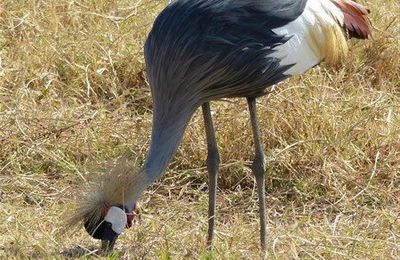 Oiseaux 6 - Afrique de l'Est
