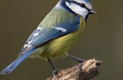 aujourd'hui je créée mon refuge pour oiseaux