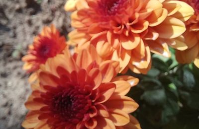 JOYEUSE FIN D'OCTOBRE