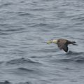 Albatros des Galapagos