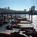 Lions de mer à Fisherman's Wharf - Pier 39