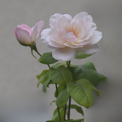 Les Fleurs du samedi  N°235 du 11 oct 2025