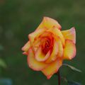 Rose du jardin 