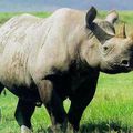 La journée internationale des rhinocéros célébrée aujourd'hui