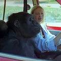 Koko, le Gorille qui parle (1978) de Barbet Schroeder