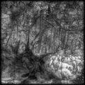 CE QUI FUT SANS LUMIERE...Extrait