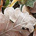 Premières gelées de l' Hiver 